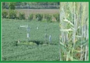 agricultural meteorology career opportunities